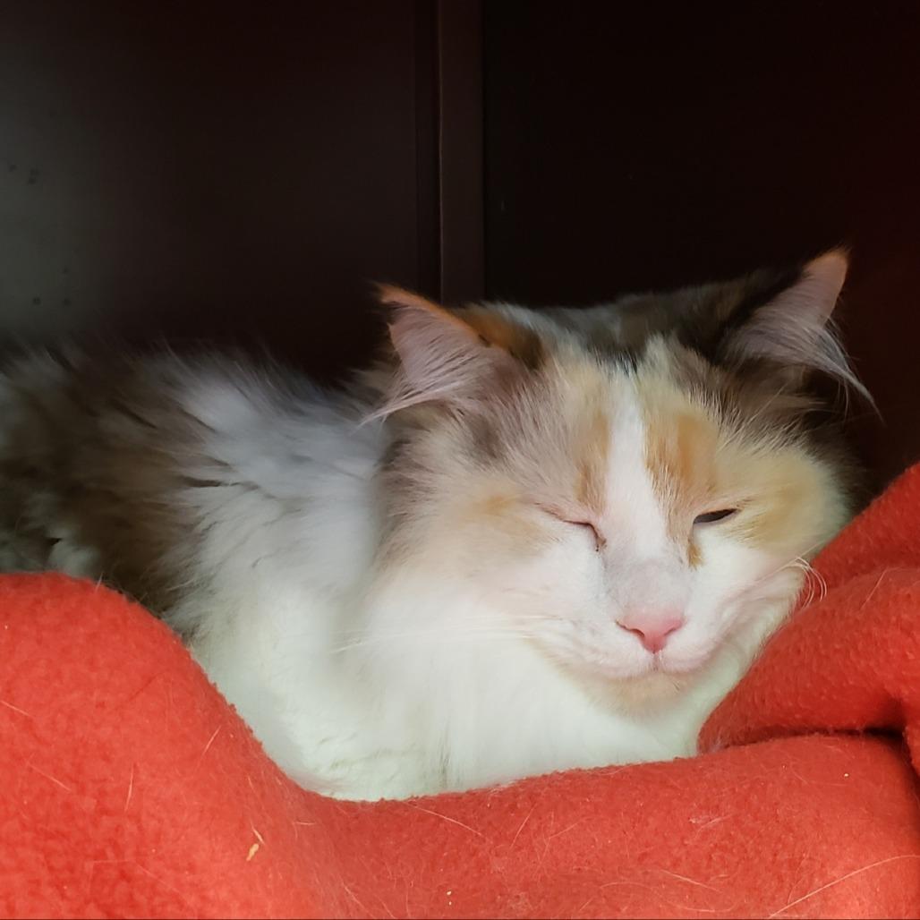 Valencia, a Adoptable Domestic Long Hair in Charlottesville, VA image 1/4