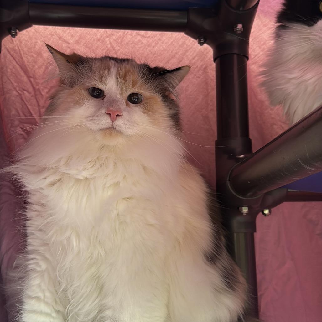 Valencia, a Adoptable Domestic Long Hair in Charlottesville, VA image 2/4