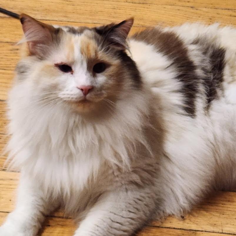 Valencia, a Adoptable Domestic Long Hair in Charlottesville, VA image 3/4