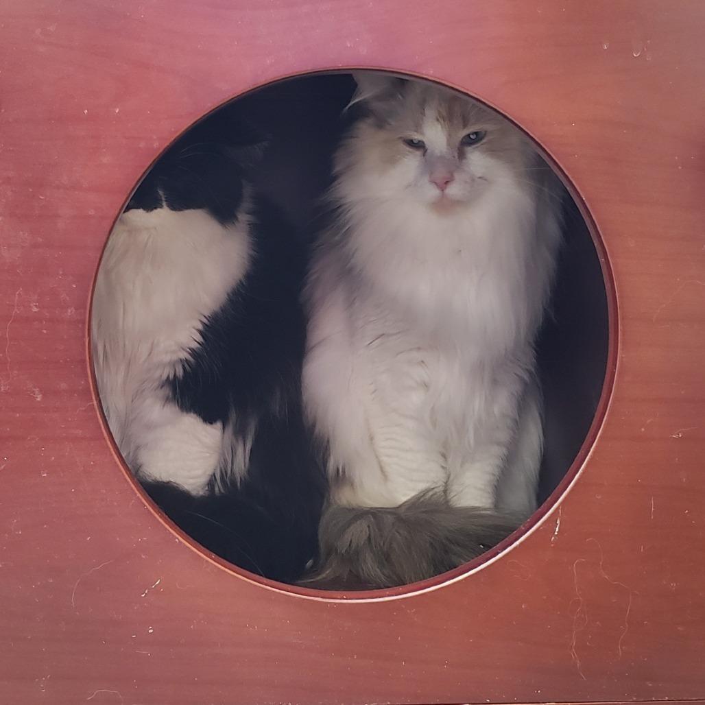 Valencia, a Adoptable Domestic Long Hair in Charlottesville, VA image 4/4