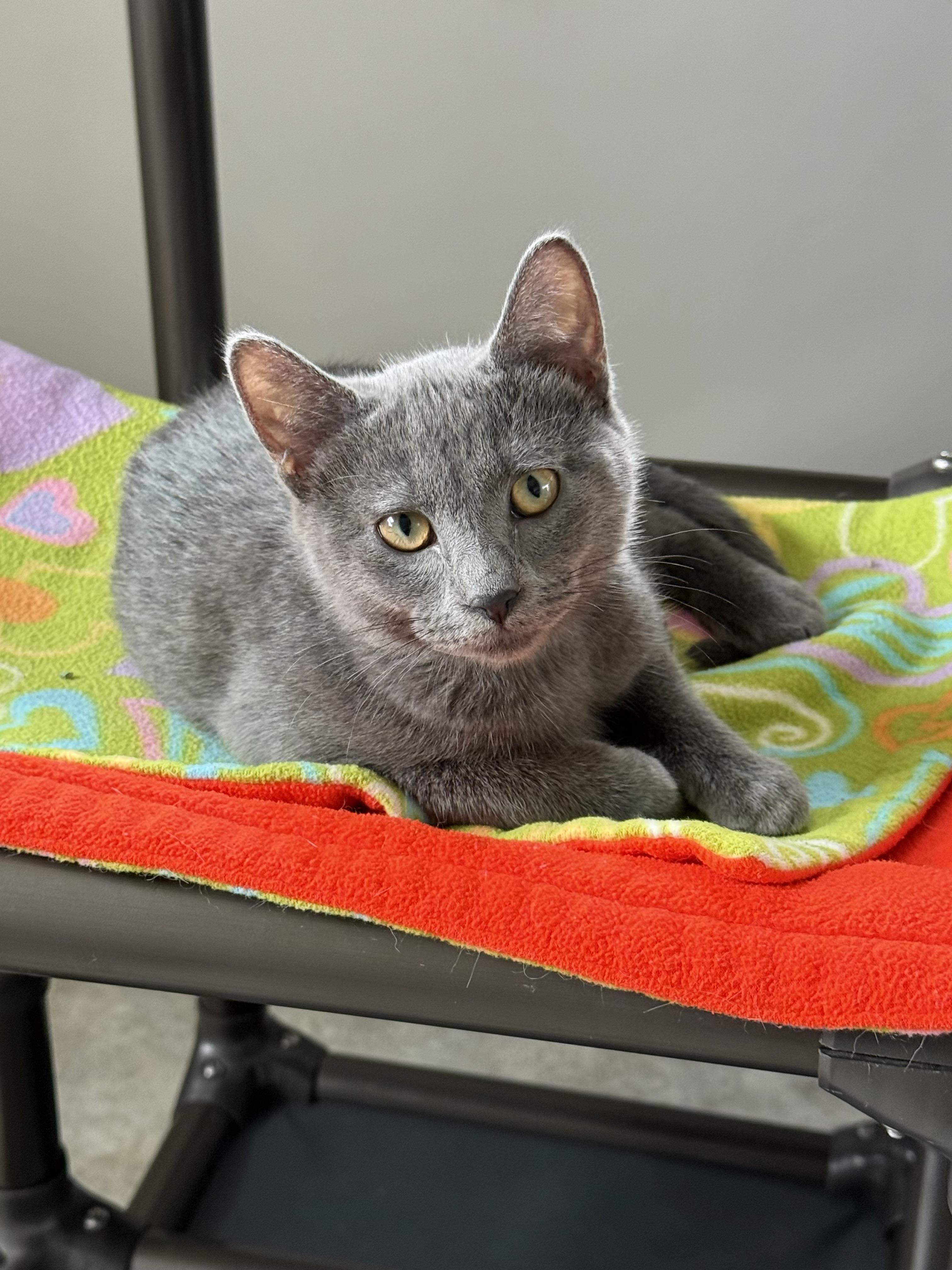 Cruz, Young Female Domestic Short Hair
