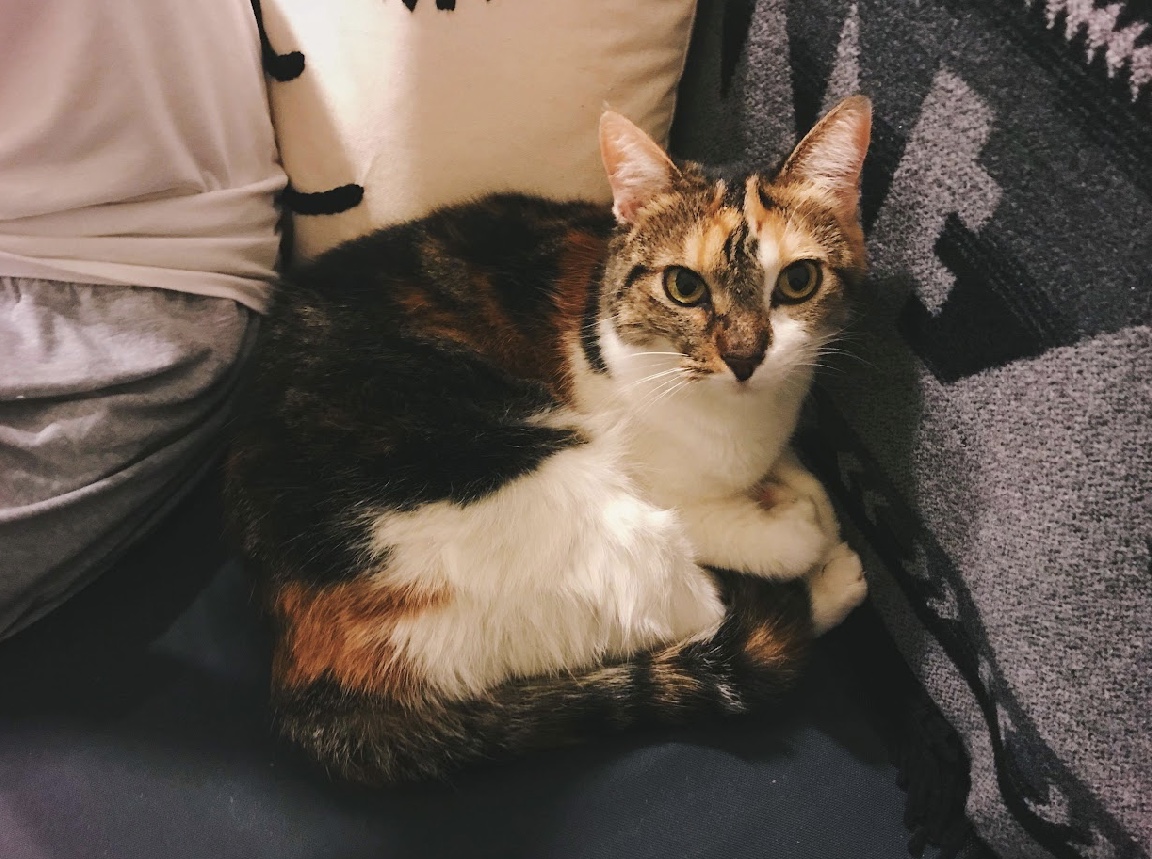 Ponyo — thumbnail 2