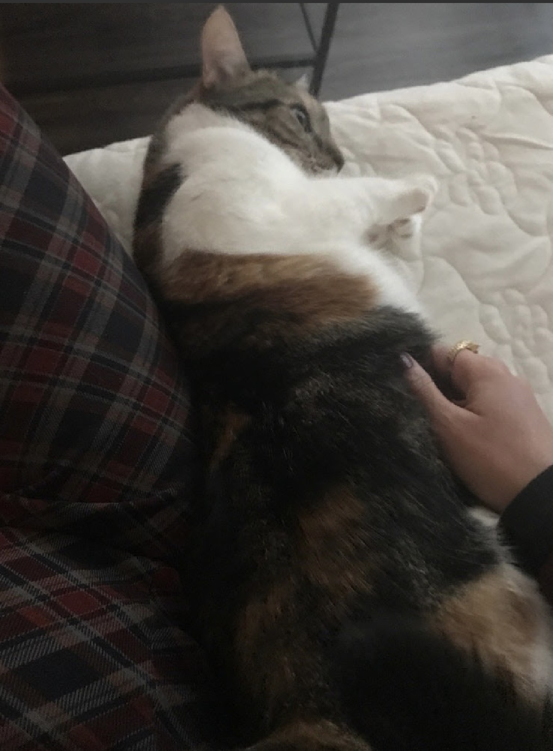 Ponyo — thumbnail 4