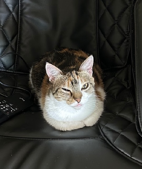 Ponyo — thumbnail 5