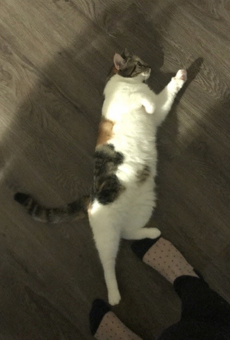 Ponyo — thumbnail 6