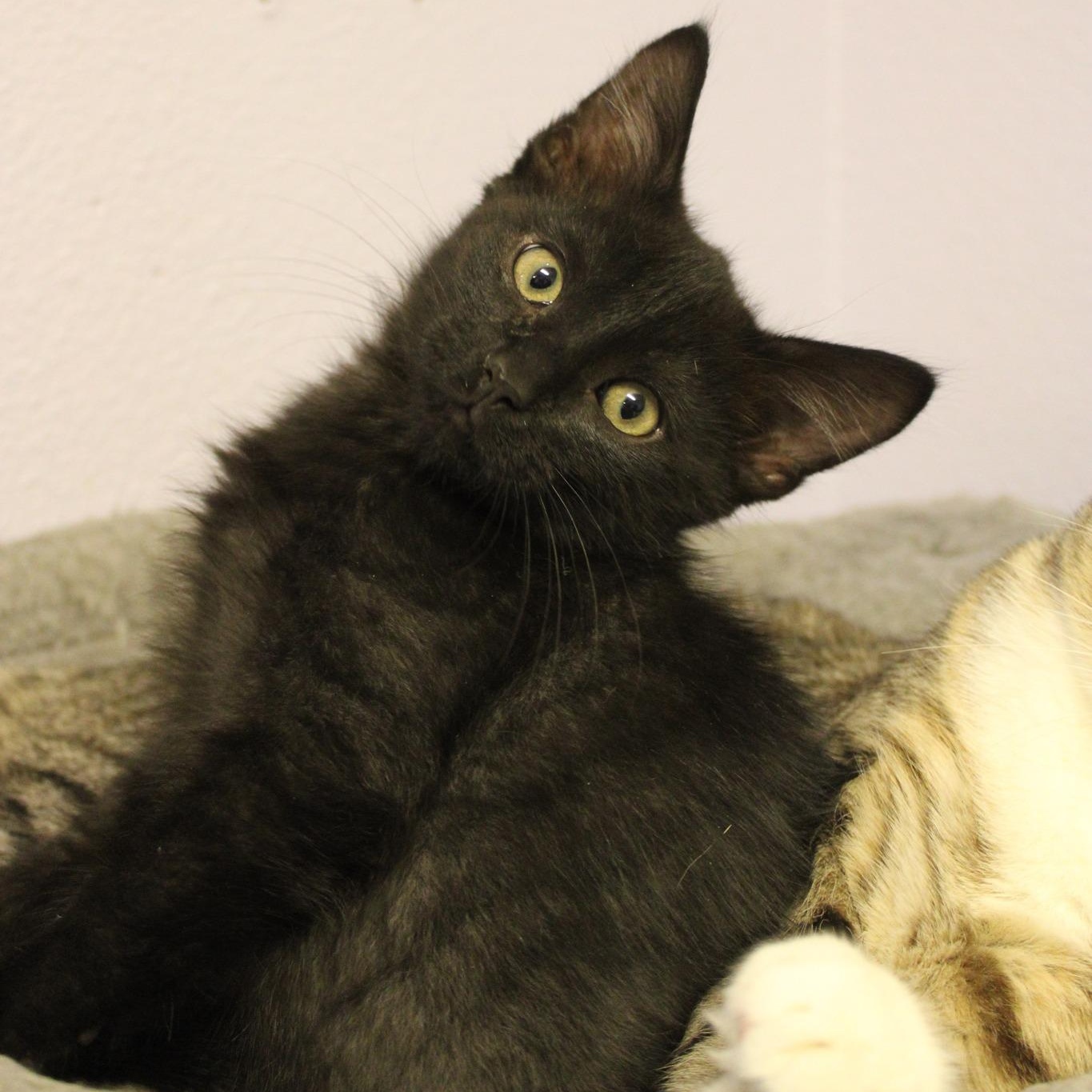 Tic, Adoptable, Young Male Domestic Short Hair.