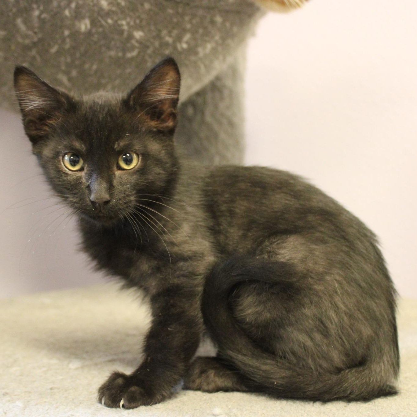 Tic, a Adoptable mixed breed in Weaverville, CA image 2/2