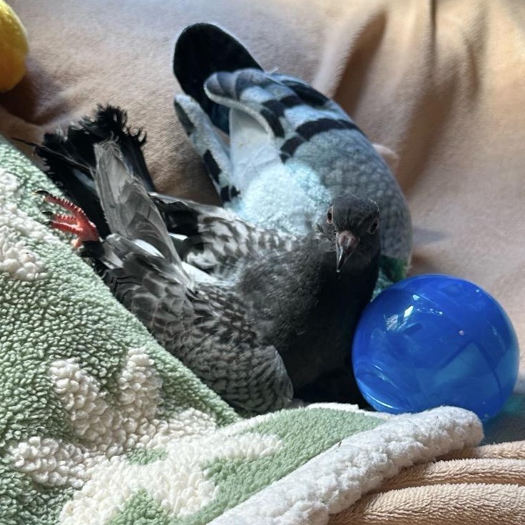 Enlarge Auggie, an adopted Pigeon in Chicago, IL image 4/4