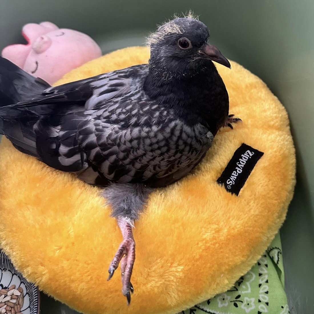 Enlarge Auggie, an adopted Pigeon in Chicago, IL image 1/4