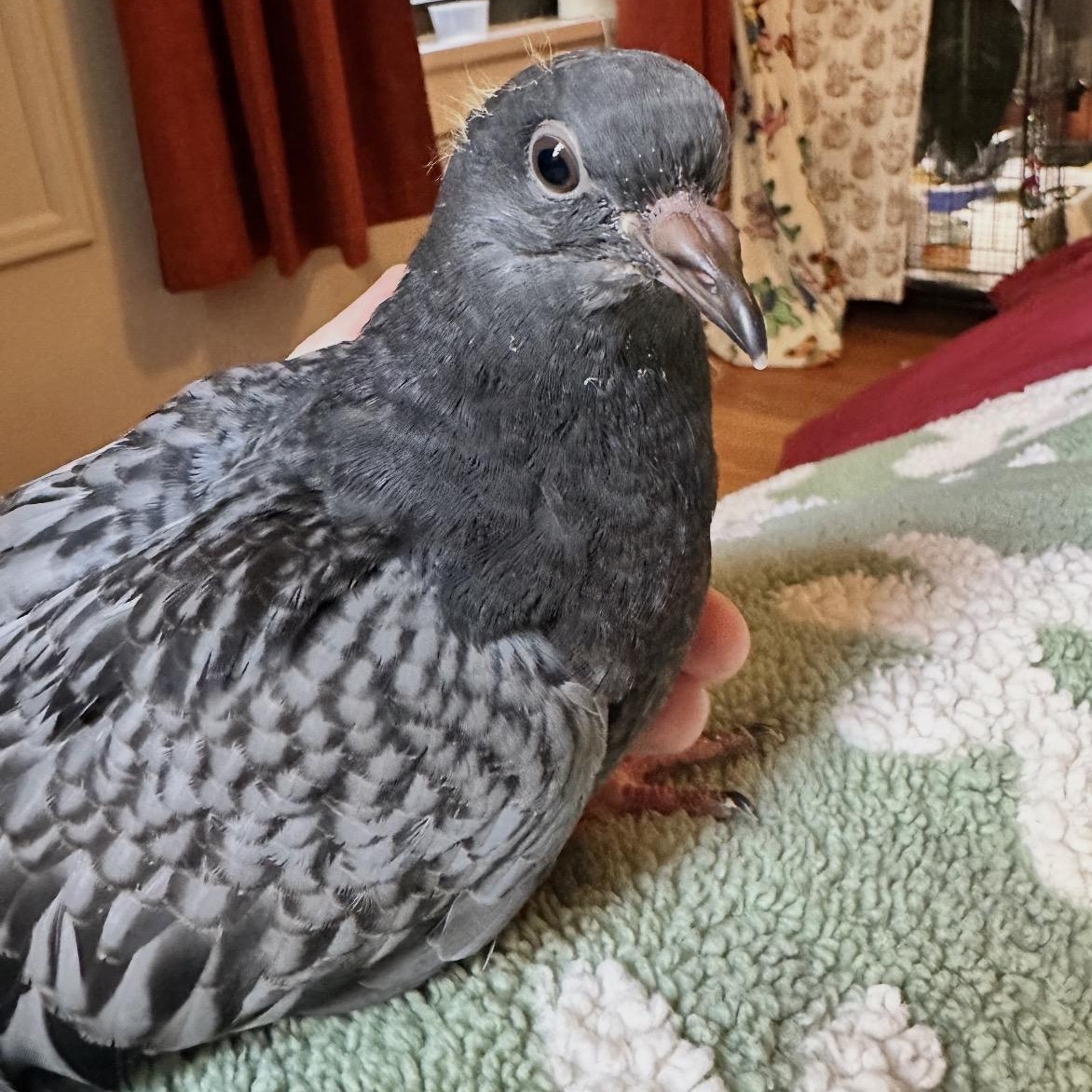 Enlarge Auggie, an adopted Pigeon in Chicago, IL image 2/4