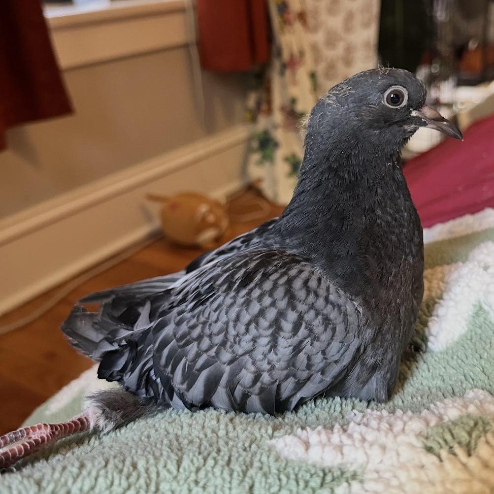 Enlarge Auggie, an adopted Pigeon in Chicago, IL image 3/4