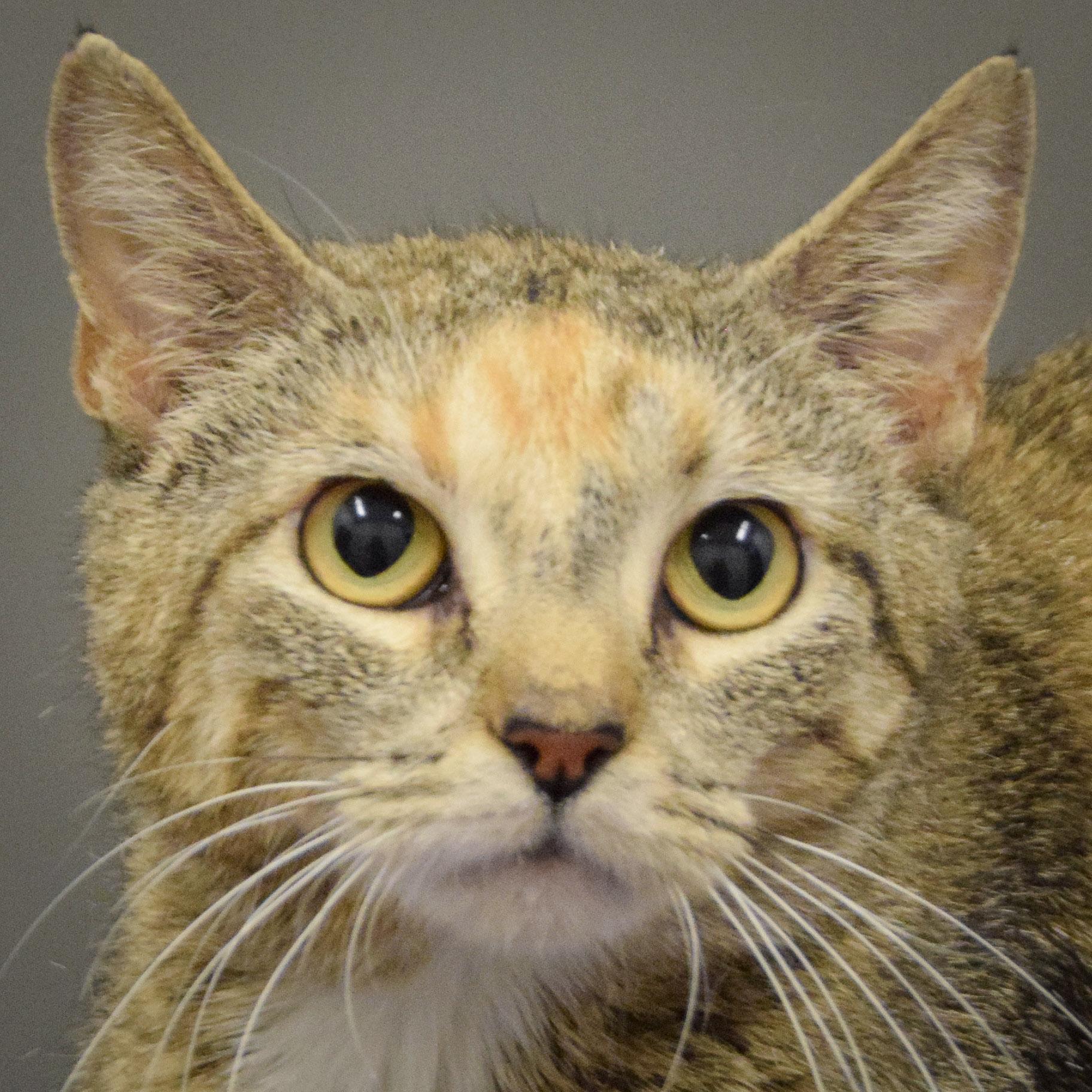 Sugar, Young Female unknown