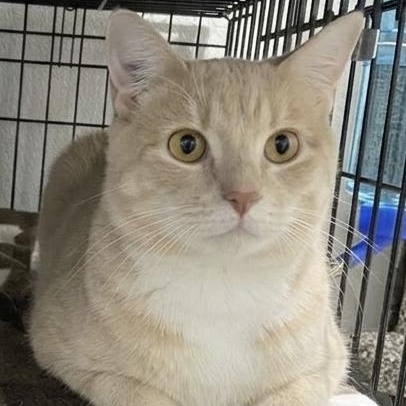 Enlarge Marshall, a ADOPTABLE Tabby in Claresholm, AB image 1/1