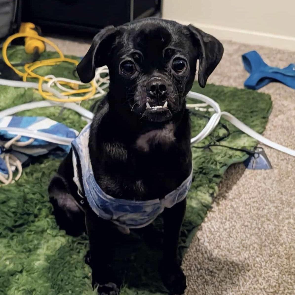 Pretzel - Local March 13-15, adoptable, Puppy Male Pug.