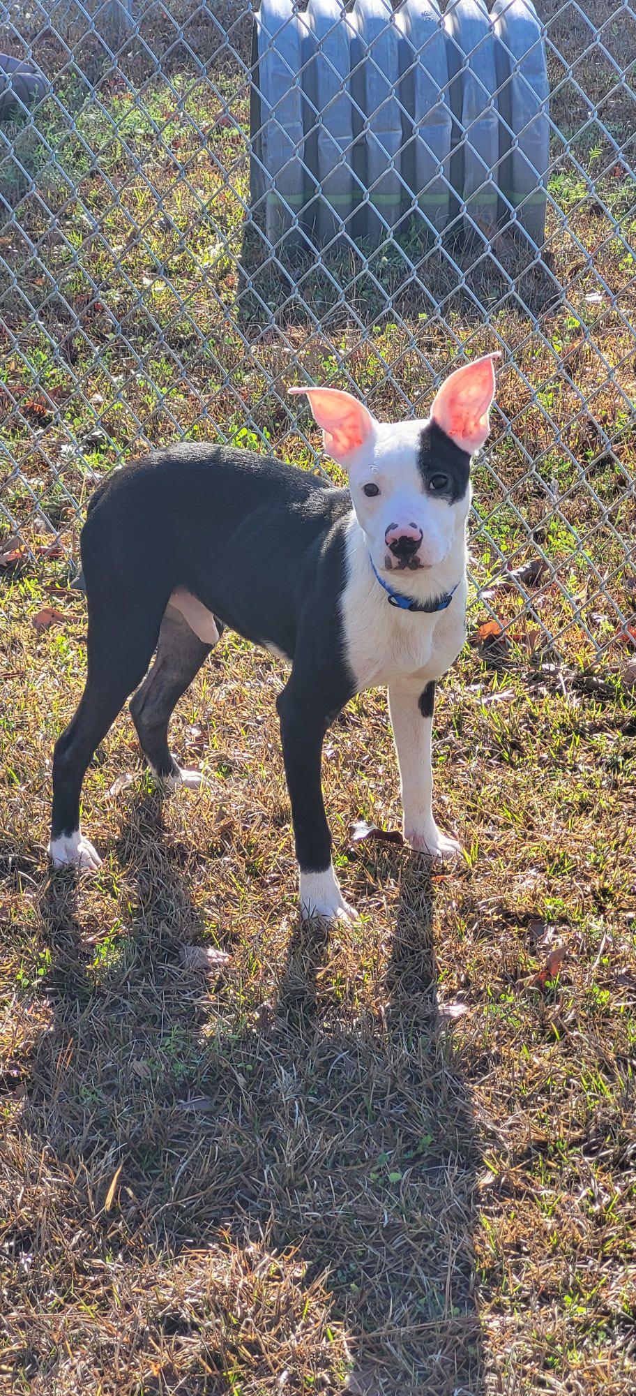 Enlarge Fresco, a ADOPTABLE mixed breed in Marion, MS image 1/1