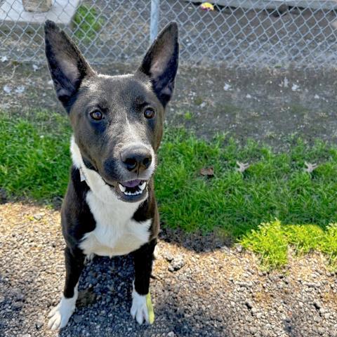 OWEN, Adoptable, Adult Male Border Collie & Mixed Breed.