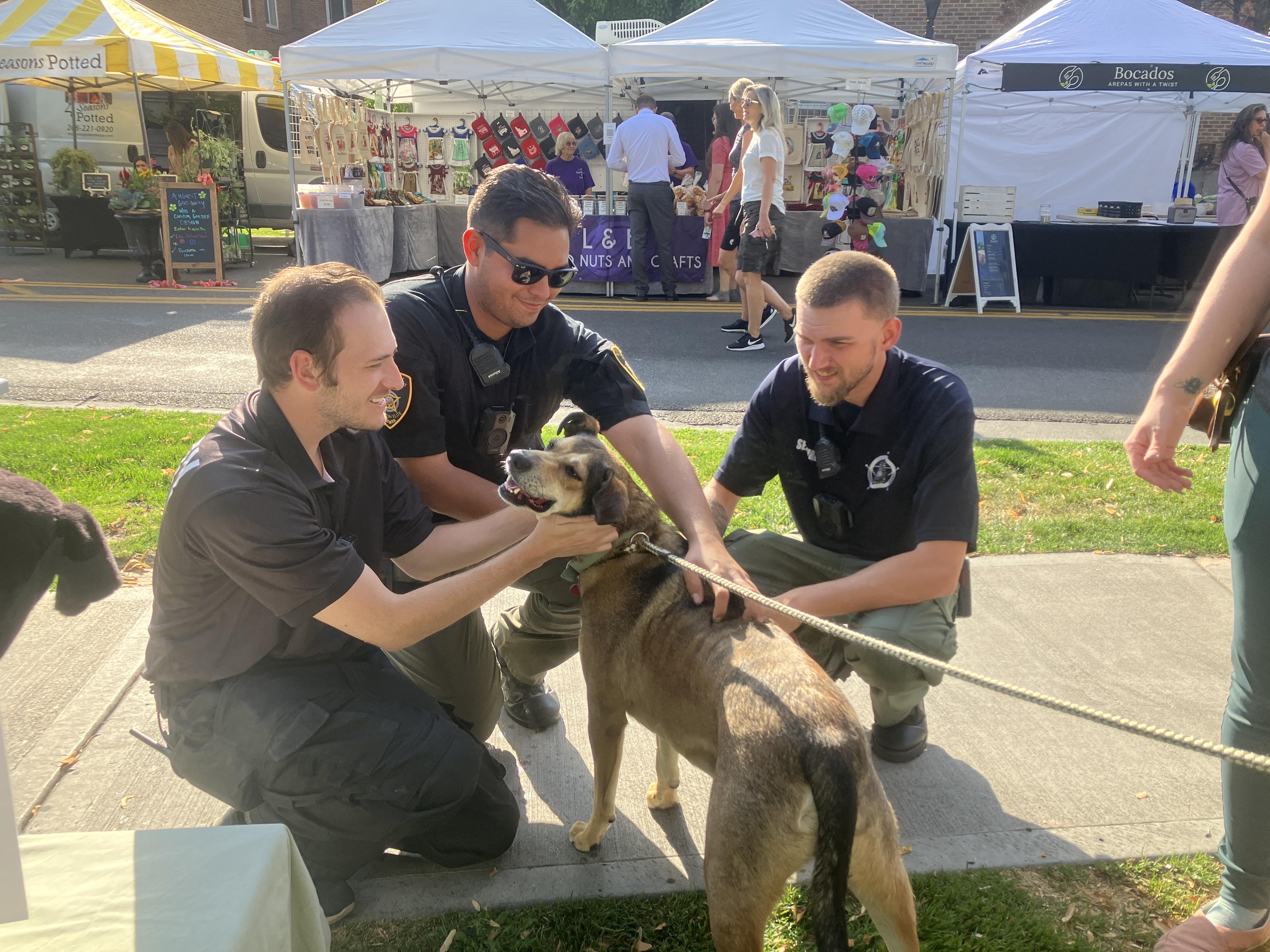 Bacon, a Adoptable mixed breed in St. Anthony, ID image 2/3