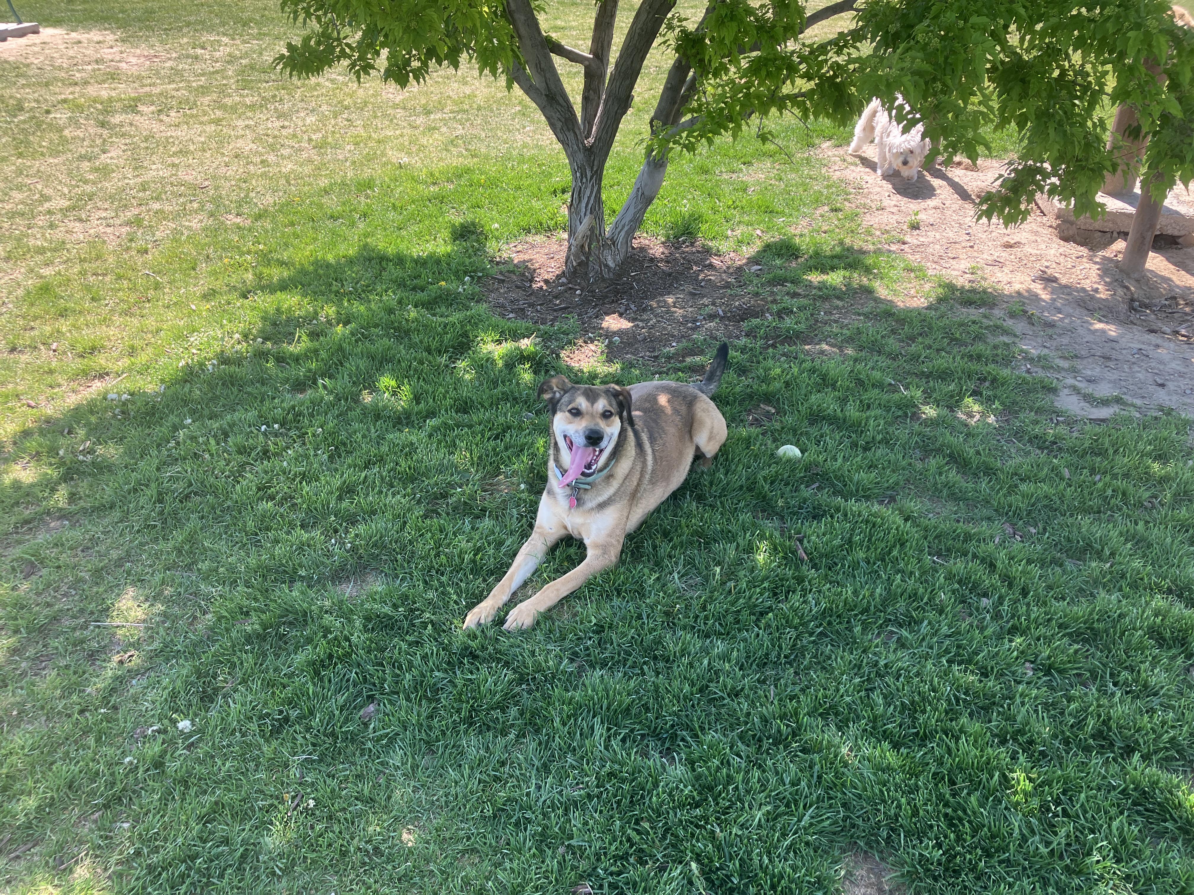 Bacon, Adoptable, Senior Male German Shepherd Dog & Hound.