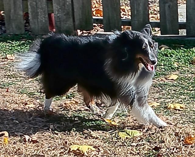 Enlarge Baxter, a Adoptable Shetland Sheepdog / Sheltie in Abingdon, MD image 2/2