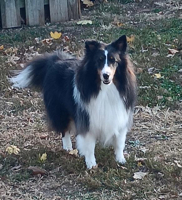 Baxter, Adoptable, Adult Male Shetland Sheepdog / Sheltie.