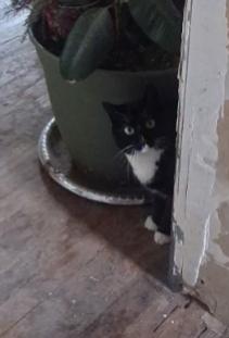 Enlarge Jamie, a ADOPTABLE Domestic Short Hair in Pocatello, ID image 4/4