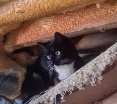 Enlarge Jamie, a ADOPTABLE Domestic Short Hair in Pocatello, ID image 3/4