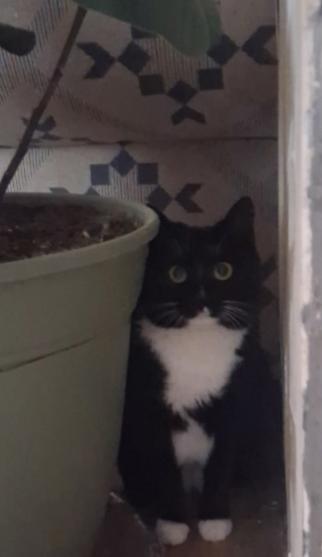 Enlarge Jamie, a ADOPTABLE Domestic Short Hair in Pocatello, ID image 2/4