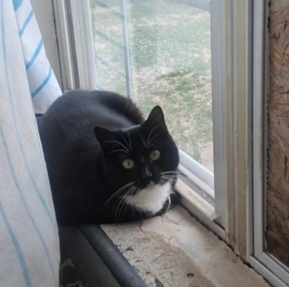 Enlarge Jamie, a ADOPTABLE Domestic Short Hair in Pocatello, ID image 1/4