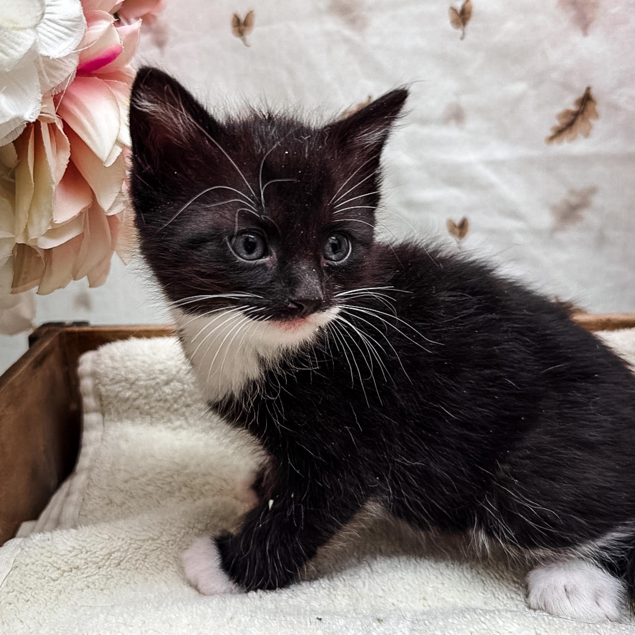 Enlarge Bill, a Adoptable mixed breed in Newberg, OR image 1/1