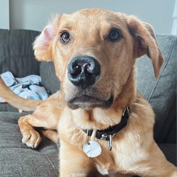 Gus , Adopted, Puppy Male Labrador Retriever.