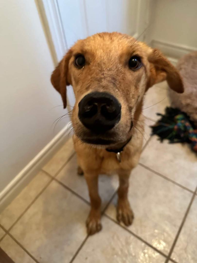 Enlarge Gus , a Adopted mixed breed in Sunderland, ON image 2/8