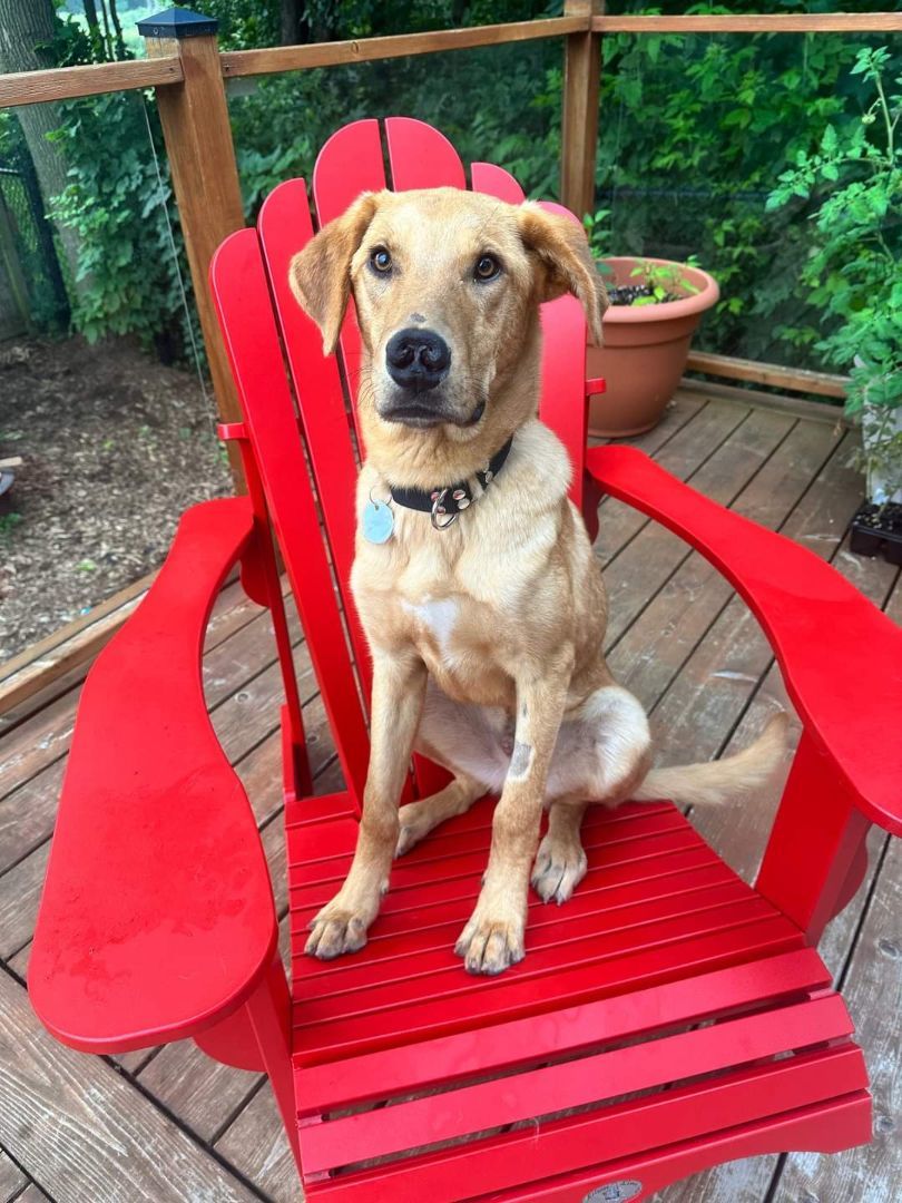 Enlarge Gus , a Adopted mixed breed in Sunderland, ON image 3/8