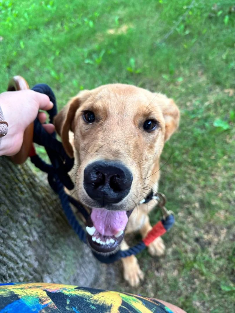 Enlarge Gus , a Adopted mixed breed in Sunderland, ON image 4/8
