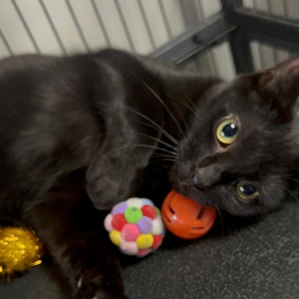 Eloise, Adoptable, Young Female Domestic Short Hair.