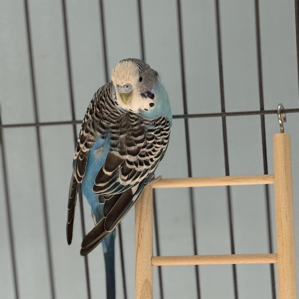 Enlarge Butters, a Adoptable Parakeet (Other) in Medford, NY image 3/3