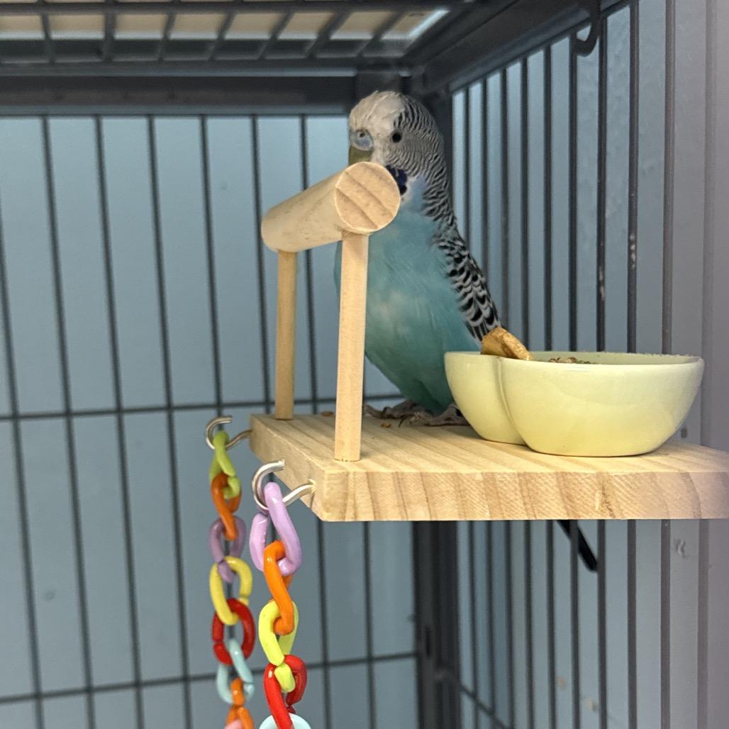 Enlarge Butters, a Adoptable Parakeet (Other) in Medford, NY image 2/3