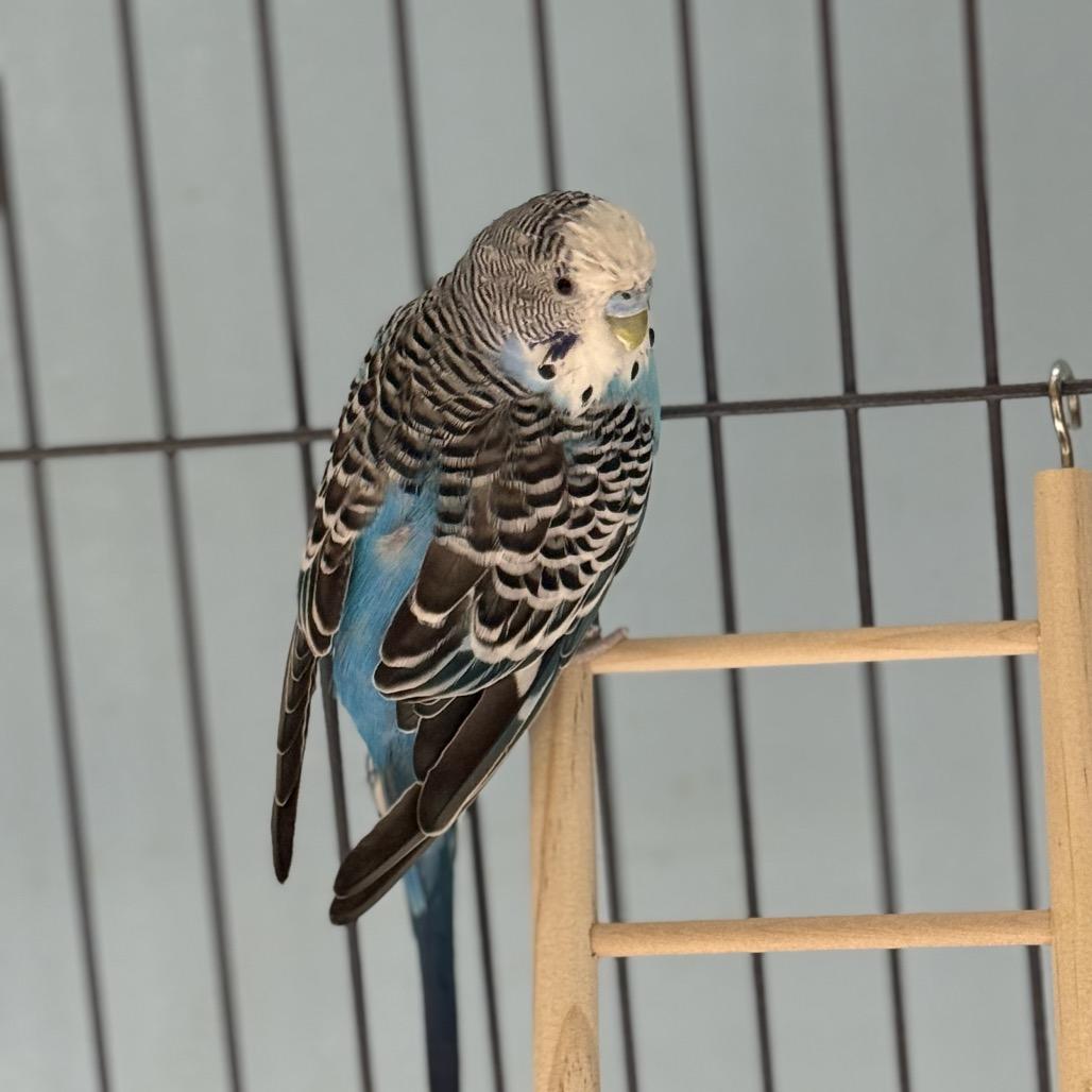 Enlarge Butters, a Adoptable Parakeet (Other) in Medford, NY image 1/3