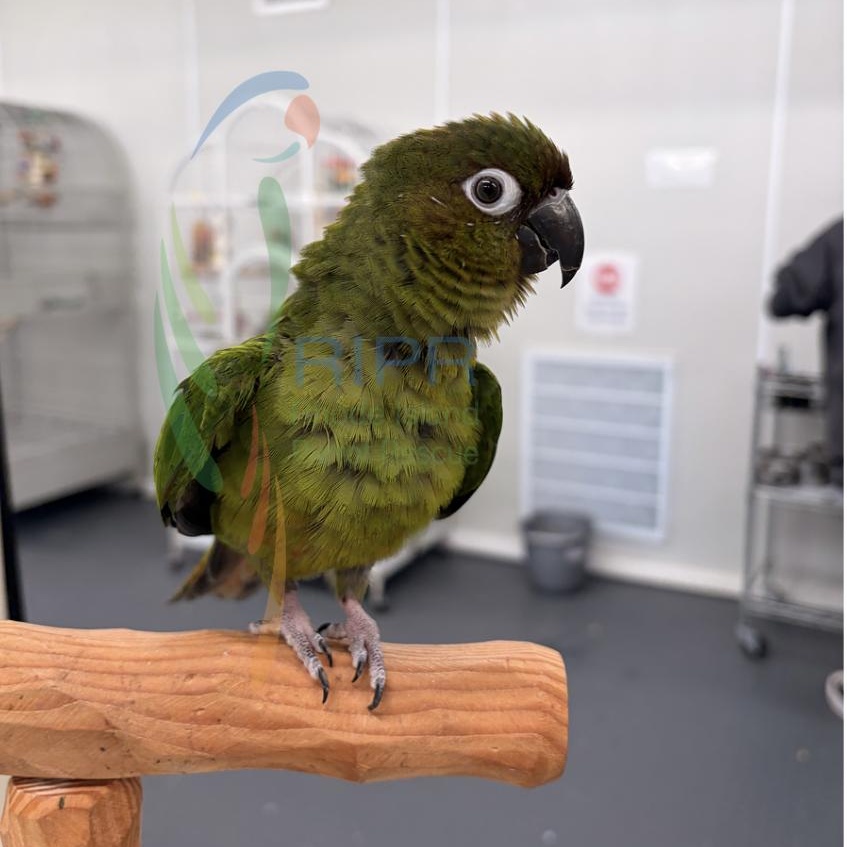 Artemus, Adoptable, Adult Female Conure.