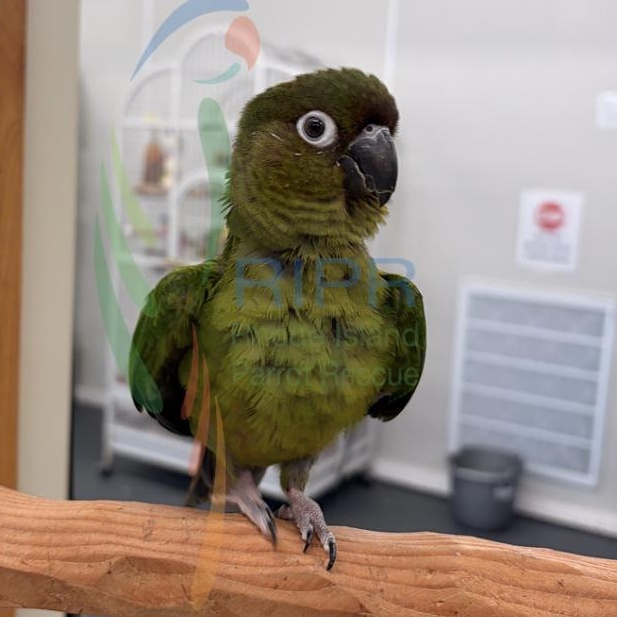 Enlarge Artemus, a Adoptable mixed breed in Warwick, RI image 2/4