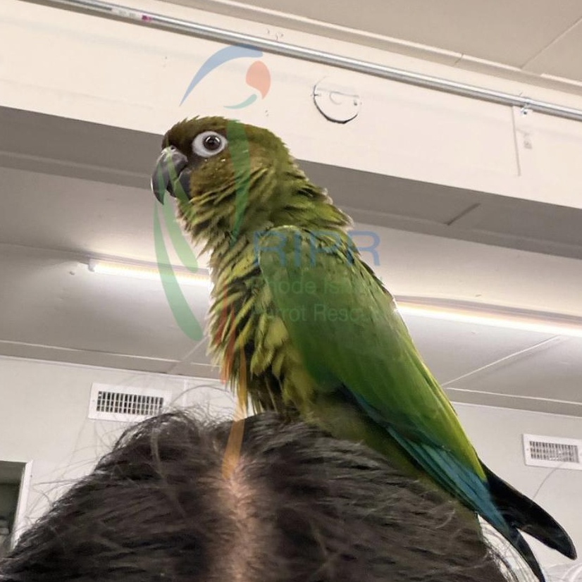 Enlarge Artemus, a Adoptable mixed breed in Warwick, RI image 3/4