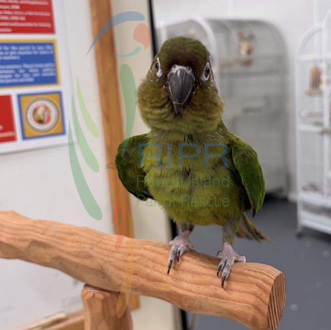 Enlarge Artemus, a Adoptable mixed breed in Warwick, RI image 4/4