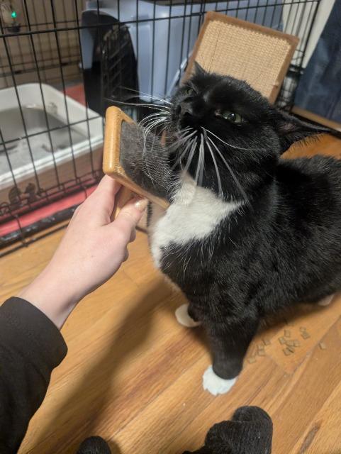 Vivian, Adoptable, Adult Female Domestic Short Hair.