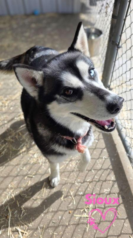 Enlarge Sioux, a Adoptable Husky in Monte Vista, CO image 2/3