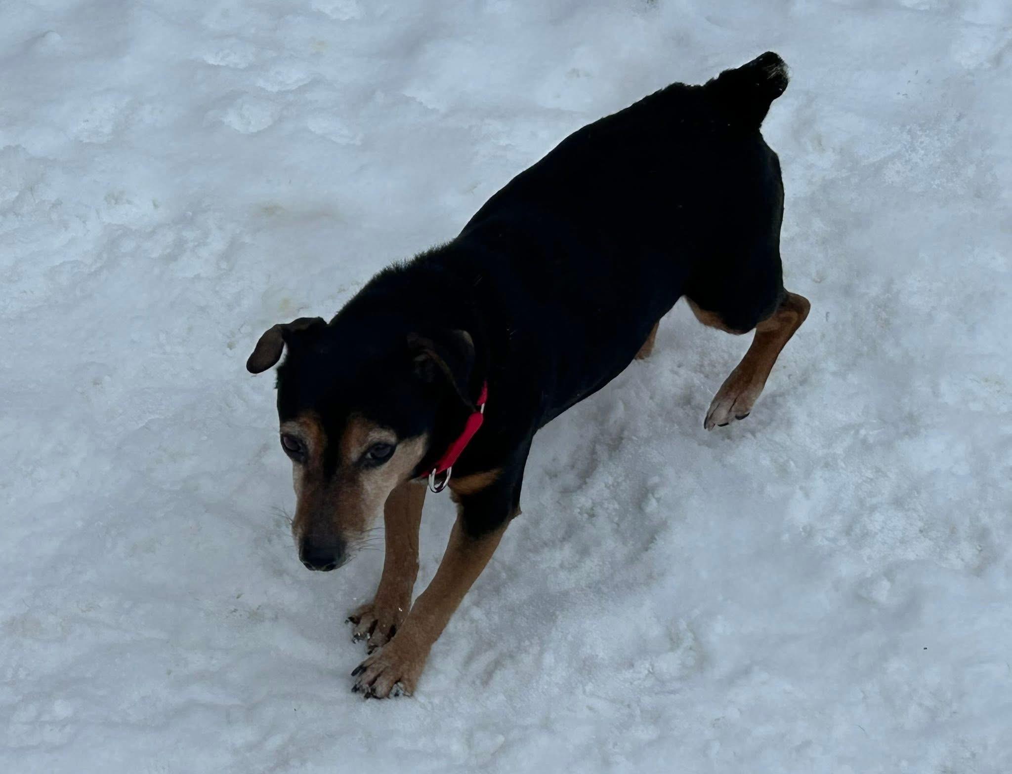 Mitzi — thumbnail 2