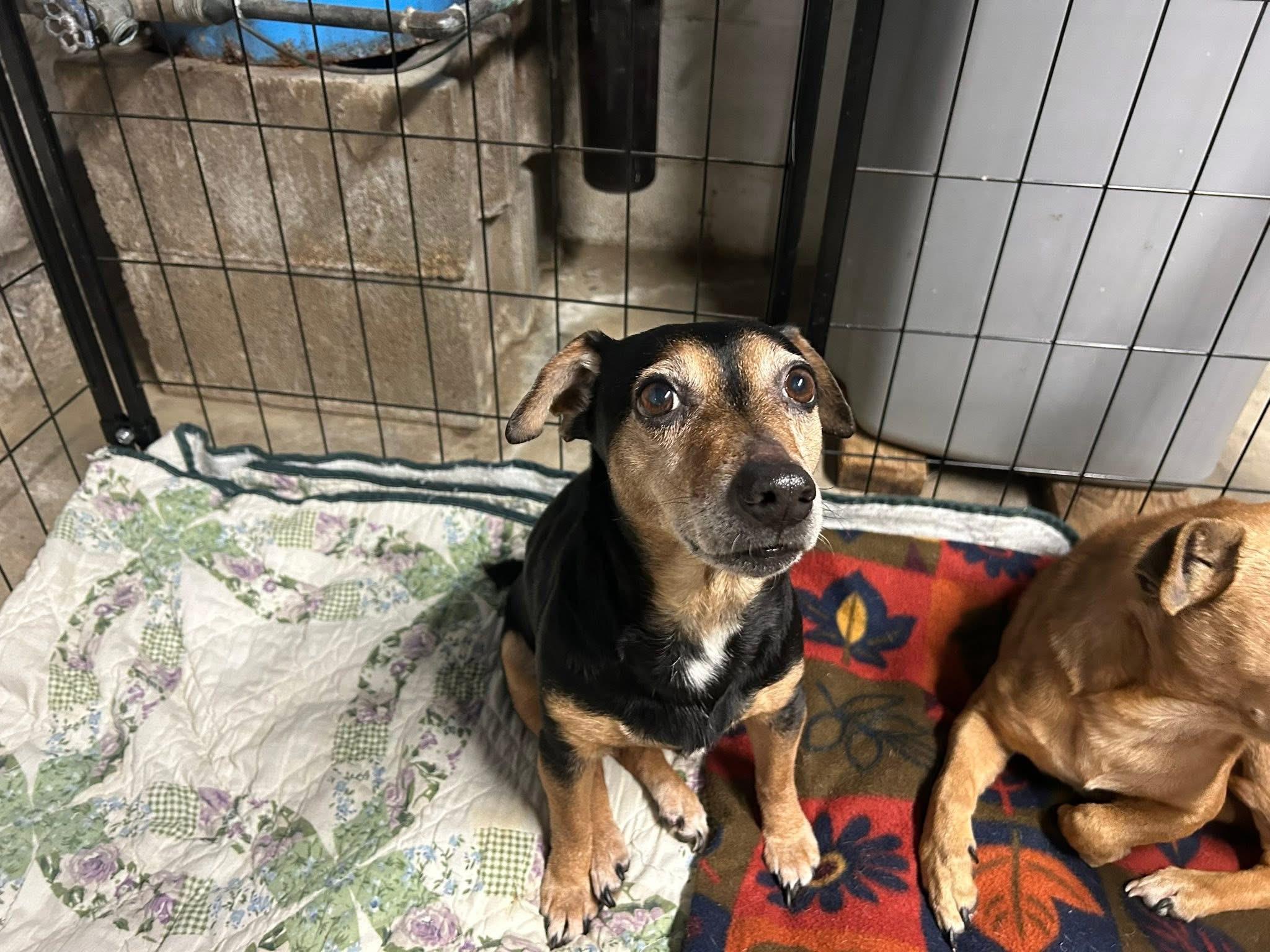 Mitzi — thumbnail 3