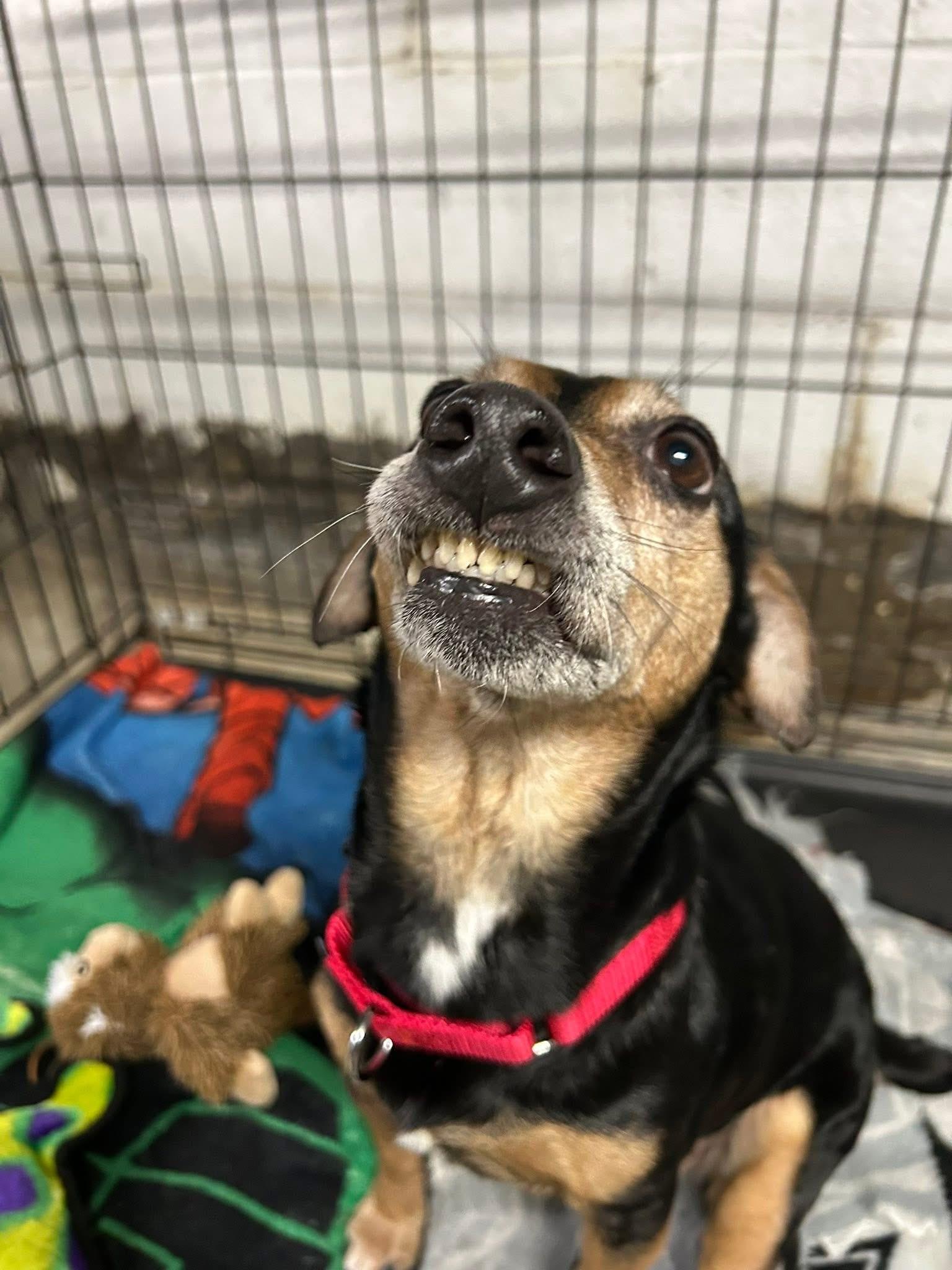 Mitzi — thumbnail 5