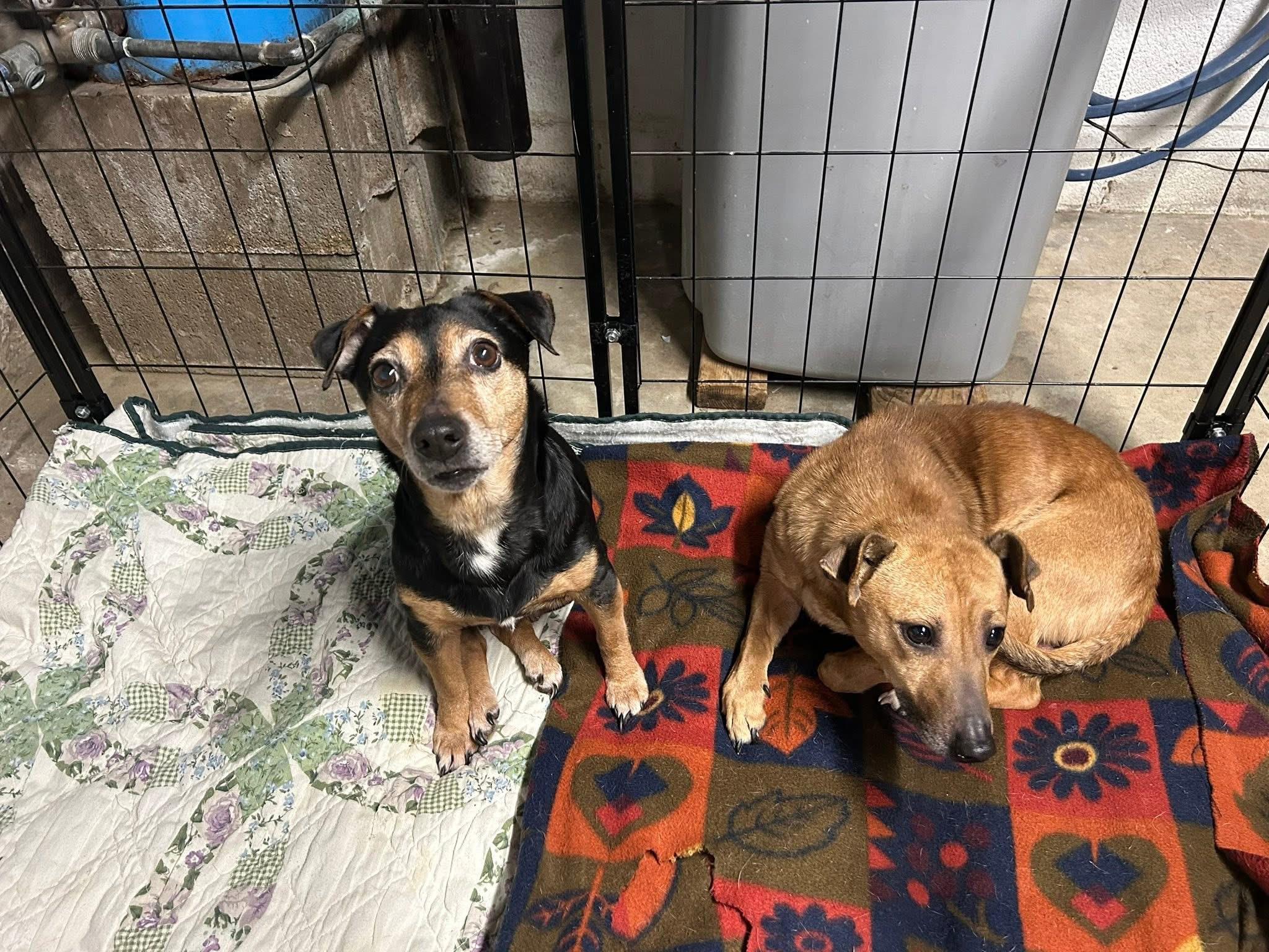 Mitzi — thumbnail 6