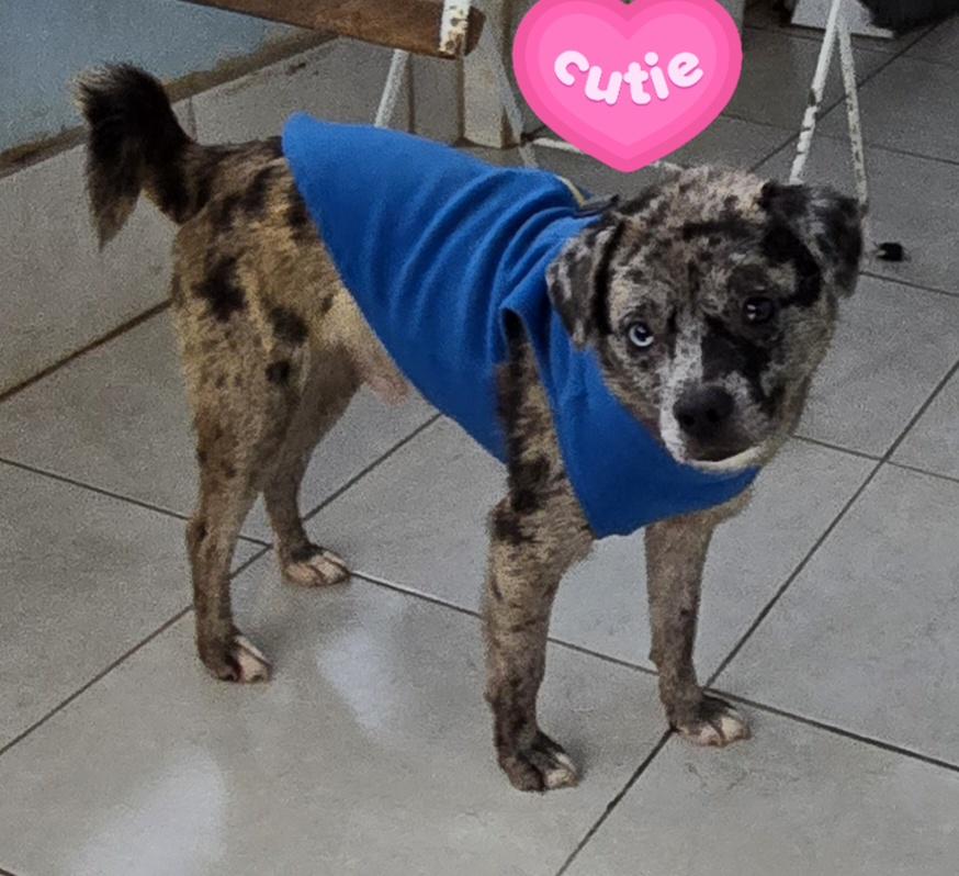 Enlarge Exotic, a ADOPTABLE mixed breed in Fallbrook, CA image 4/6