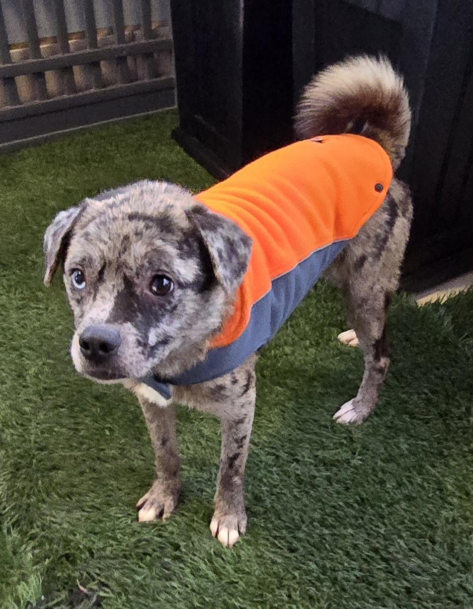 Enlarge Exotic, a ADOPTABLE mixed breed in Fallbrook, CA image 6/6