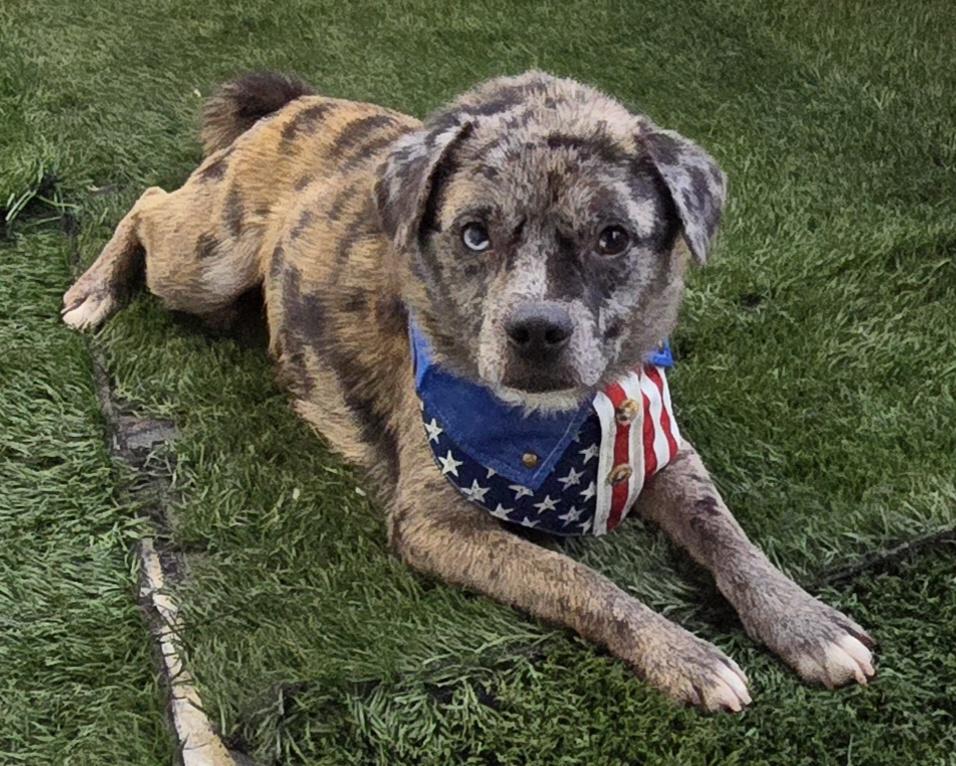 Enlarge Exotic, a ADOPTABLE mixed breed in Fallbrook, CA image 5/6